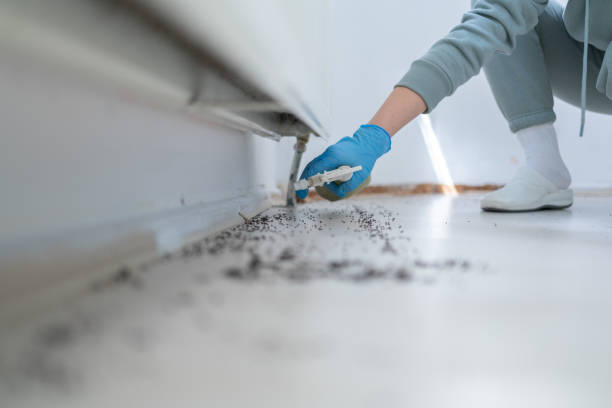 Best Spider Control Near Me  in Lincroft, NJ